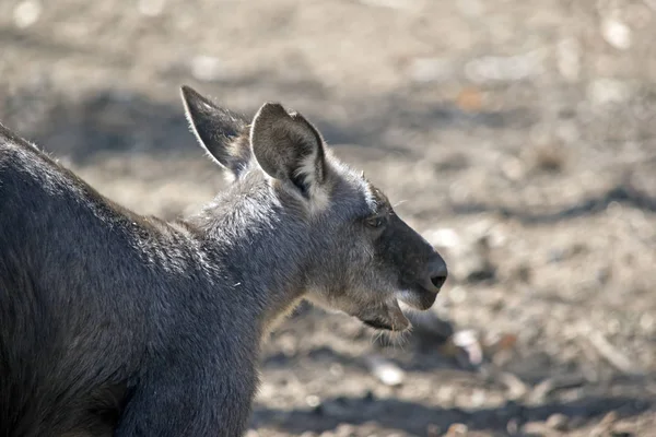 Wallaroo close-up — Fotografia de Stock