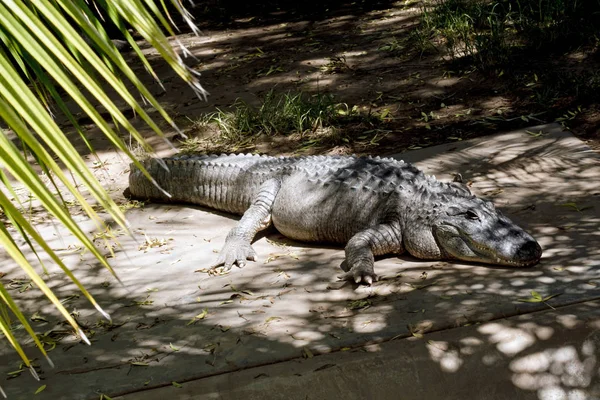 Alligator in shadows — Stock Photo, Image