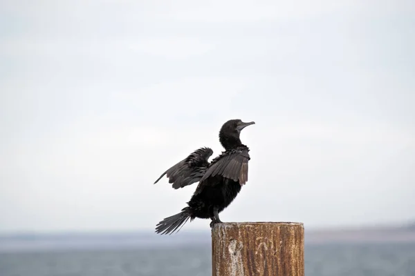 Kleiner Schwarzkormoran — Stockfoto
