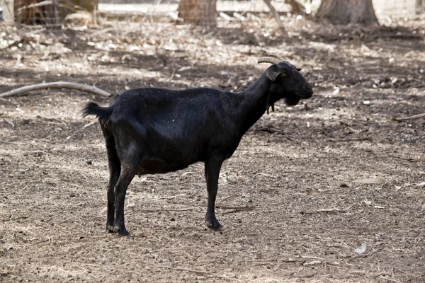 Una cabra negra — Foto de Stock