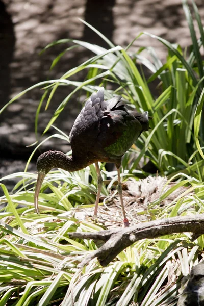 Um ibis brilhante — Fotografia de Stock