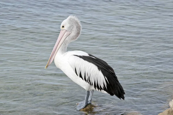 En australiensisk Pelikan — Stockfoto