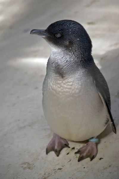 Kleiner Pinguin oder Feenpinguin — Stockfoto
