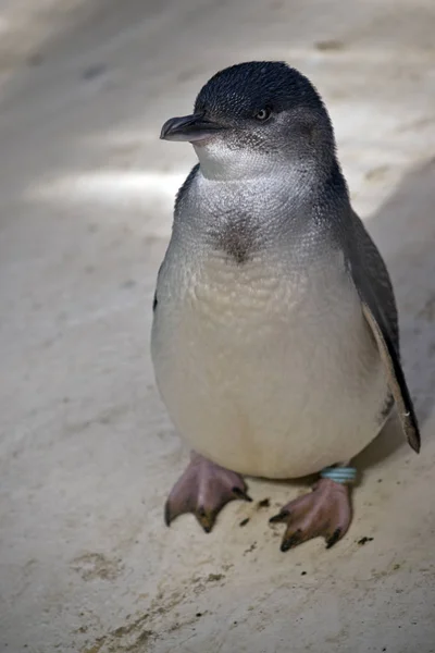 Kleiner Pinguin oder Feenpinguin — Stockfoto