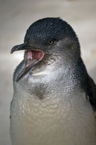 Pequeño pingüino o hada pingüino — Foto de Stock