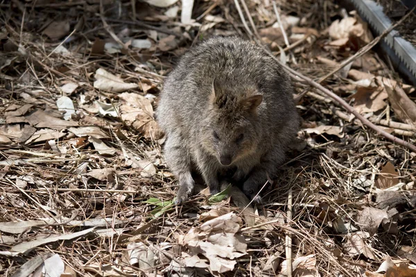 Quokka yaprakları — Stok fotoğraf