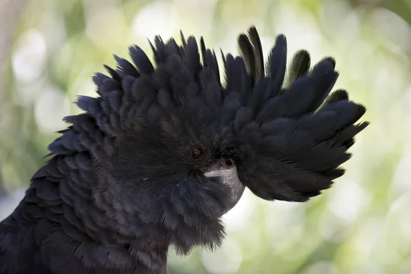 赤後につかれた黒オウム — ストック写真