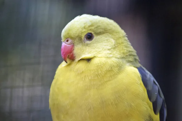 Regent parrot — Stock fotografie