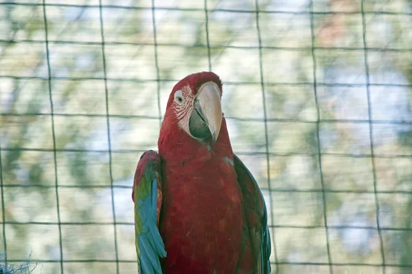 Ένας Παπαγάλος μακώ — Φωτογραφία Αρχείου