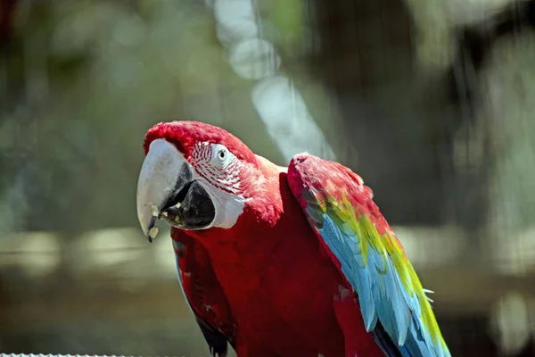 Un guacamayo escarlata — Foto de Stock