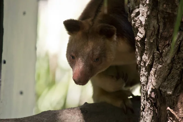 Ett träd kangaroo — Stockfoto