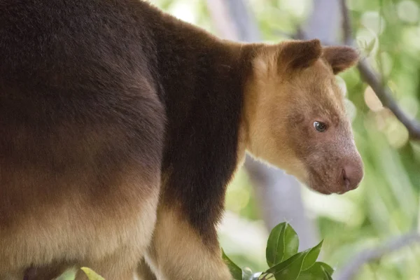 Ett träd kangaroo — Stockfoto