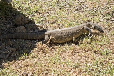 Heath monitör kertenkele