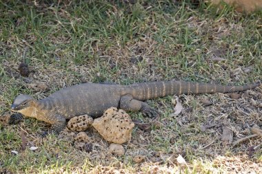 Heath monitör kertenkele