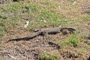 Heath monitör kertenkele