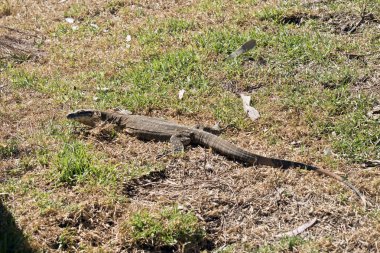 Heath monitör kertenkele