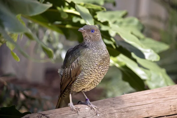 Un pájaro enramado — Foto de Stock