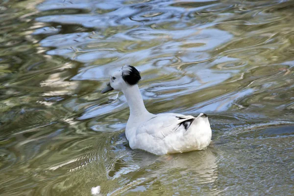 Eine Haubenente — Stockfoto