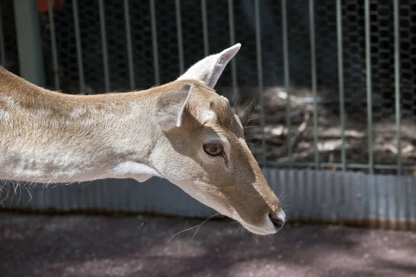 Een jonge doe — Stockfoto