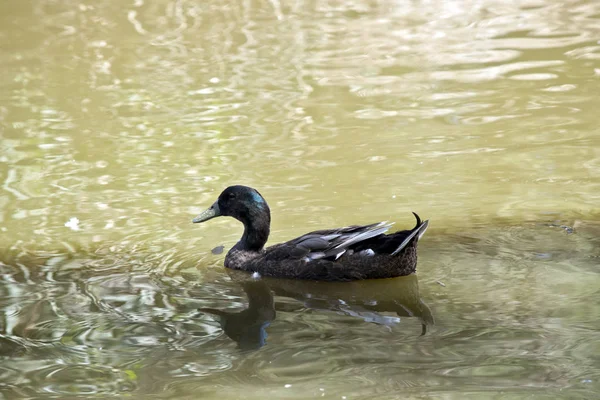 Un canard sauvage — Photo