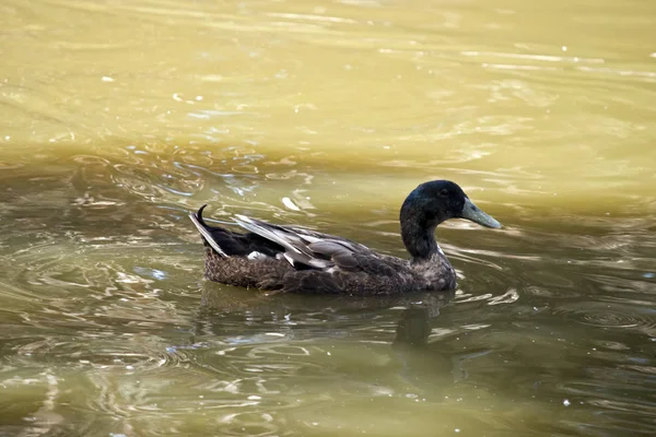 Un canard sauvage — Photo