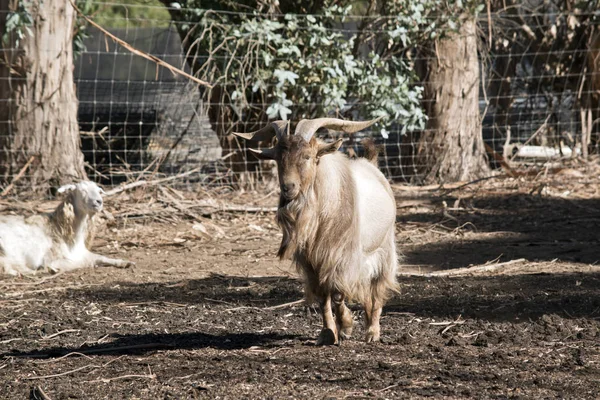 Uma cabra peluda — Fotografia de Stock