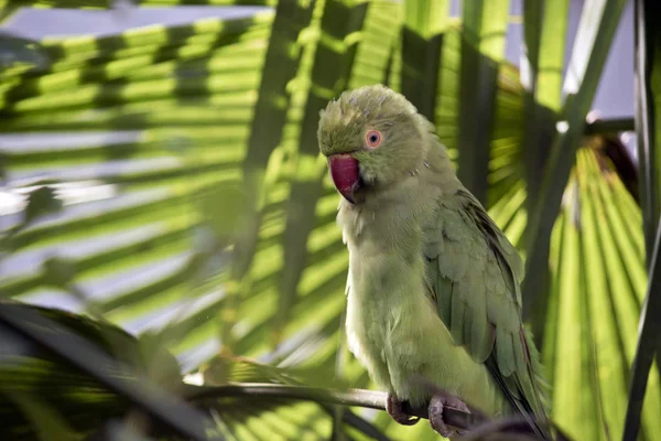A green parrot — Stock Photo, Image