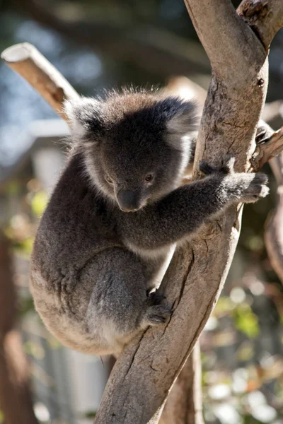 Koala klättringsträd — Stockfoto