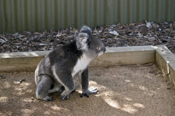 Koala a terra — Foto Stock