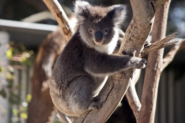 Koala up tree — Stock Photo, Image
