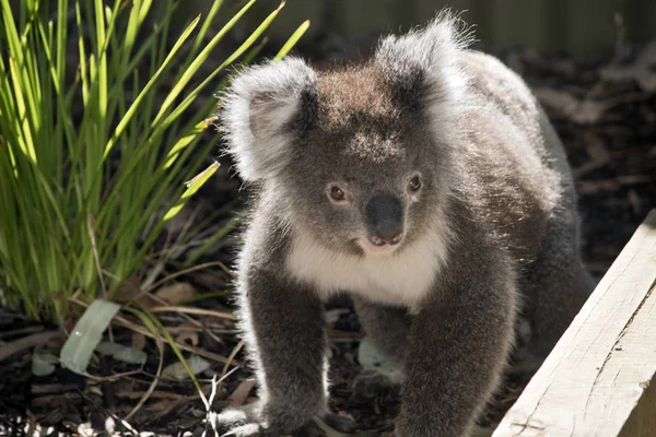 Koala na ziemi — Zdjęcie stockowe