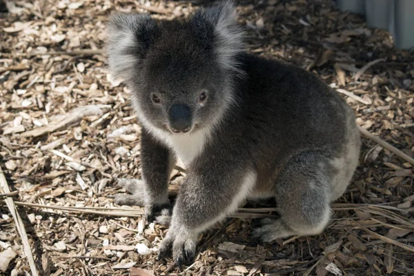 Koala am Boden — Stockfoto