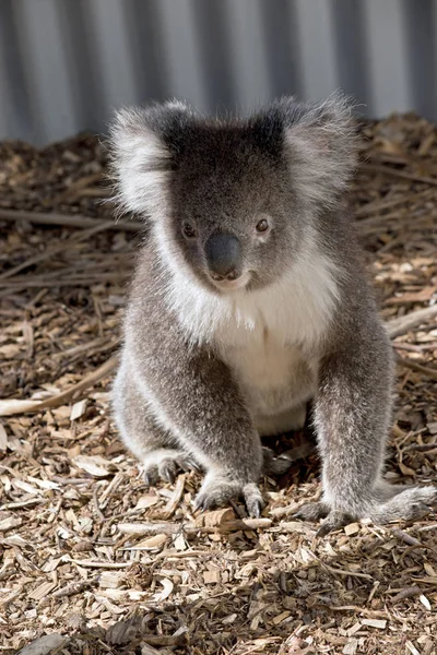 Koala aus nächster Nähe — Stockfoto