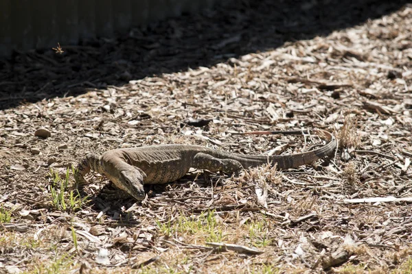 Heath monitor lizard — Stock Photo, Image