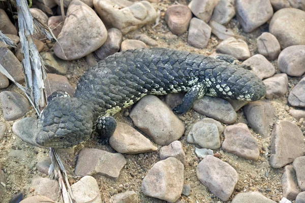 Knubbiga tailed lizard eller shingleback ödla — Stockfoto