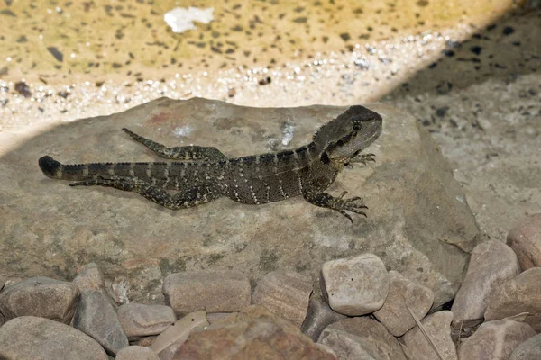 Water dragon lizard — Stock Photo, Image