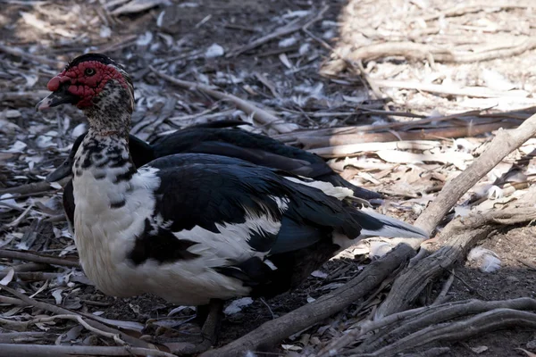 A muscovy duck