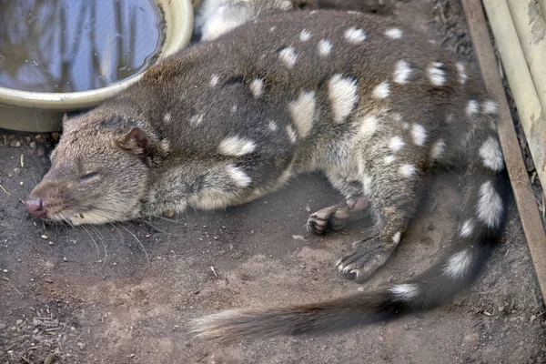 A spotted quoll — Stock Photo, Image