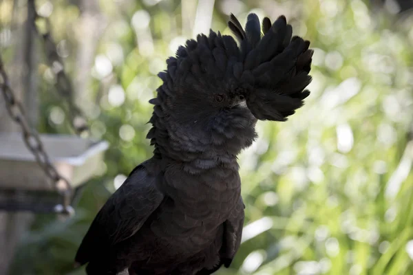 Cacatúa negra de cola roja — Foto de Stock