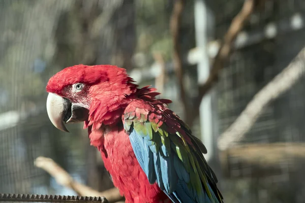 Scarlet papoušek — Stock fotografie