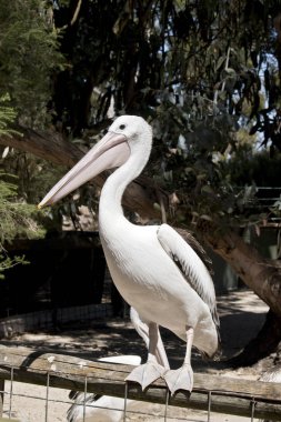 Bir Avustralya pelikanı