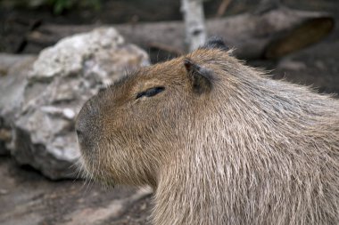 Capibara yan görünüm