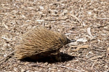 Dikenli karıncayiyengiller bir karınca yiyen olduğunu