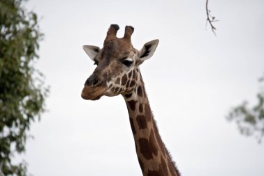 zürafa yakın çekim