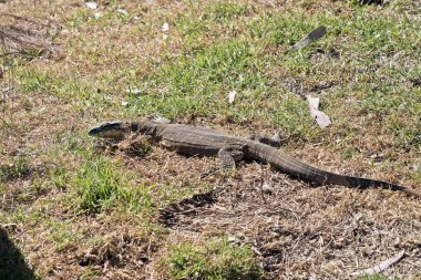 Heath monitör kertenkele