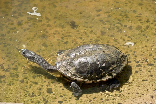 Schildpadden lange hals met omgezette rand — Stockfoto