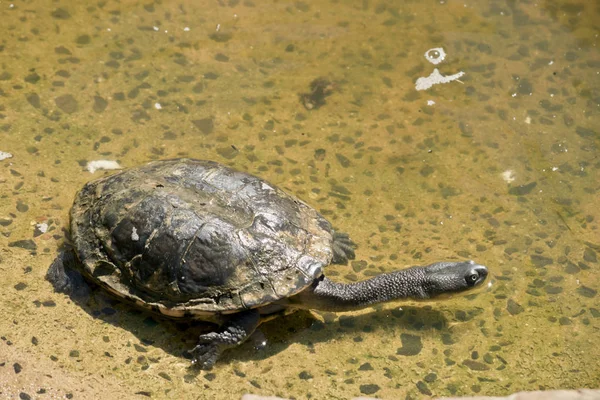 Schildpadden lange hals met omgezette rand — Stockfoto