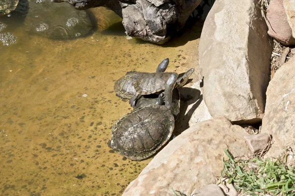 Schildpadden lange hals met omgezette rand — Stockfoto