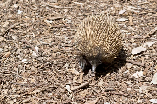 Echidna  is an ant eater — Stock Photo, Image