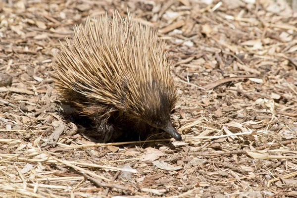 Echidna  is an  ant eater — Stock Photo, Image